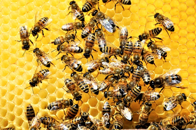 Les néonicotinoïdes dangereux pour les abeilles